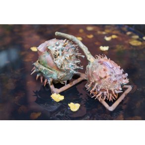 Kastanje mix Variant