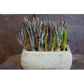 Perlehyacint p� l�g