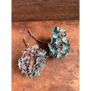 Hortensiakugle  Small